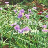 河北苗木種植場/河北苗木種植場批發(fā)