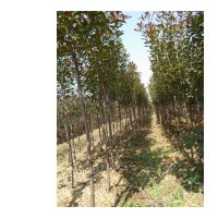 2015年1.5米以上高桿紅葉石楠/紅葉石楠高桿