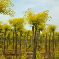 金葉槐（4公分-12公分）