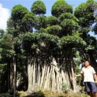 榕樹盆景 榕樹樁景 榕樹盆景批發(fā)價格 福建省漳州市沙西鎮(zhèn)