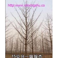 供應(yīng)山東銀杏樹