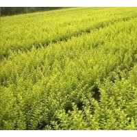 紅葉小檗,金葉女貞，繡線菊，大葉黃楊