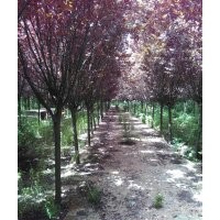 8-9公分紅葉李10公分櫻花處理。