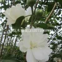 木槿苗 紅花木槿 白花木槿 木槿苗木