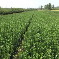 供應(yīng)冬青，大葉黃楊，北海道黃楊，木槿，紫葉李。