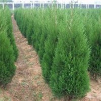 供應(yīng)河南檜，蜀檜，龍柏，潢川花木基地