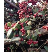 低價處理：有/無刺枸骨球，無患子，紅花大葉老紫薇，國槐，紅茶