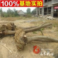 供應(yīng)各種工程苗木 花卉 【楓楊】