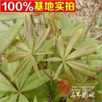 七葉樹基地出售各種 紅花七葉樹