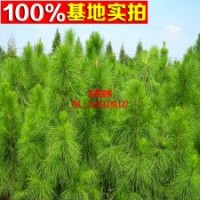 供應(yīng)優(yōu)質(zhì)濕地松綠化苗木 造林苗木