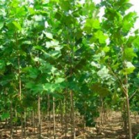 7月份山東地區(qū)綠化苗木--法桐最新價(jià)格