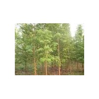 中山杉信息中山杉基地中山杉求購