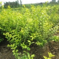 金葉女貞 紅王子錦帶 黃瑞木 紅瑞木 黃刺梅