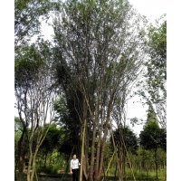 成都精品茶條槭，西南茶條槭基地