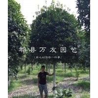 成都桂花|成都桂花哪家好|四川高桿桂花|成都桂花批發(fā)