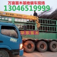 中山杉，中山杉小苗，靖江中山杉基地