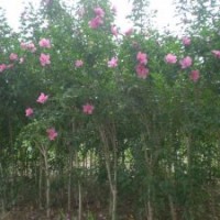 紅葉李、櫻花、木槿、黃櫨、紫荊、丁香