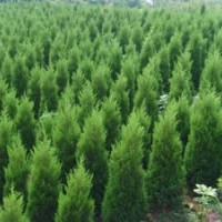 供應(yīng)蜀儈1米蜀儈2米蜀儈2.5米蜀儈