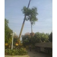 欒樹，合歡,紫薇，紫葉李，大葉女貞