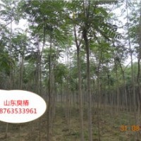 出售椿樹 臭椿 500畝2到8公分椿樹價格
