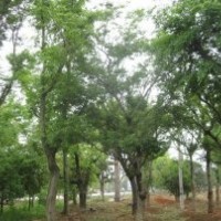 本公司長(zhǎng)期大量供應(yīng)樸樹(shù)，質(zhì)優(yōu)價(jià)廉！
