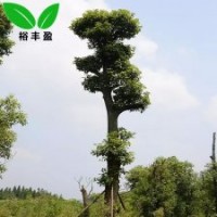 湖南苗圃30公分切桿樟樹單桿香樟庭院大樹