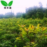 湖南中華楠批發(fā)工程苗金絲楠木