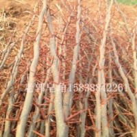 皂角樹苗 農(nóng)戶直供