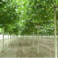 供應(yīng)用于的出售優(yōu)質(zhì)法桐報(bào)價(jià) 法桐樹苗 河北法桐苗木基地
