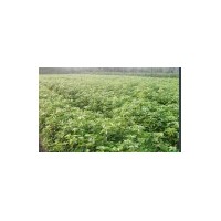 湖北、供應(yīng)米徑2公分香樟、3公分香樟最新報(bào)價(jià)、批發(fā)