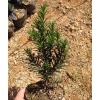 美國 曼地亞紅豆杉