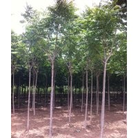 椿樹_椿樹價(jià)格_椿樹求購_保定大漢綠洲園林批發(fā)