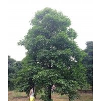 廣東佛山秋楓苗木