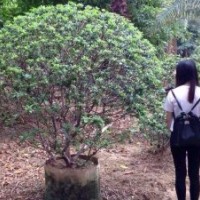 廣東佛山海桐球苗木