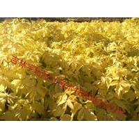 金葉復(fù)葉槭