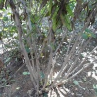 山東諸城供應(yīng)叢生紫荊