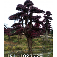 紅花繼木 造型紅花繼木 造型紅繼木 紅桎木樁景