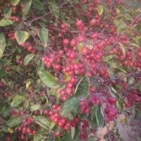 北美海棠，西府海棠，垂絲海棠，蘋(píng)果苗