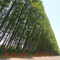 水杉樹價格 水杉樹苗