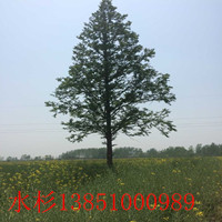 大豐水杉 鹽城水杉