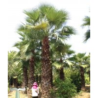 廣東省供應老人葵