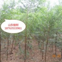 冠縣毛白楊基地，毛白楊工程苗，毛白楊小苗