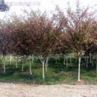 垂絲海棠、日本海棠、六月雪、桅子花、珊瑚、榆葉桃