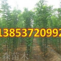 速生國槐 熱銷速生國槐