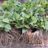 江蘇白玉蘭價格 10公分白玉蘭價格