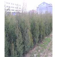 銷售蜀檜 龍柏球 北京檜 叢生紫薇 木槿 紫葉桃 小葉女貞等