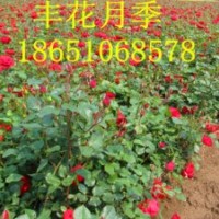 月季價格，豐花月季價格，月季哪里便宜，批發(fā)月季