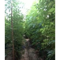 北欒苗專營合作社 專營優(yōu)質北欒苗