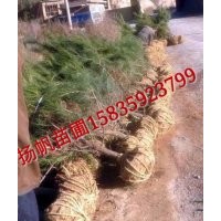 供應(yīng)1.2米油松，1.5米油松，1.7米油松，2米油松