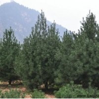 華山松的綠化價(jià)值